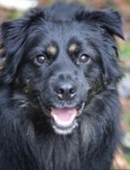 Milow sucht ein Zuhause - Pirmasens