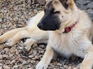 Schäferhund Akita Harzer Fuchs Mischlingswelpen - Clingen Zentrum