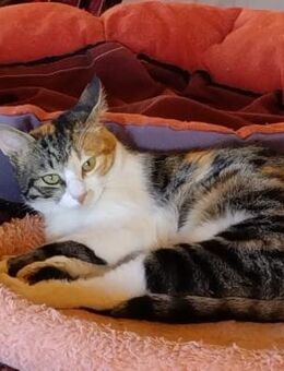 Carmela aus dem Tierschutz - Grevenbroich