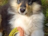 Collie-Langhaar Welpen, tricolor Rüden aus Liebhaberzucht - Drolshagen