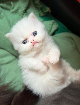 Iranische Perser Kitten - Duisburg
