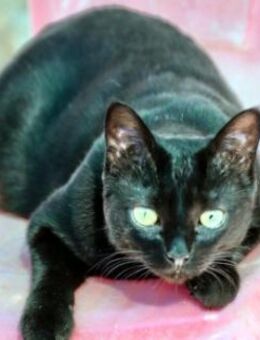 Hübsche Katze Noa - Karlsruhe