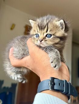 British Shorthair & British Longhair reinrassig (12 Wochen alt) - Wuppertal