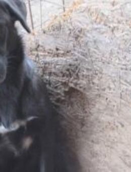 Milan mit dem tollen Blick 🐾 - Elsdorf (Nordrhein-Westfalen)