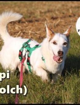 Corgi Mischling Peppi sucht sein Glück - Margetshöchheim