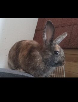 DRINGEND Kaninchen zu verkaufen - Köln