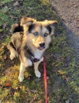 Bildhübscher Pablo sucht seine Familie - Schkeuditz