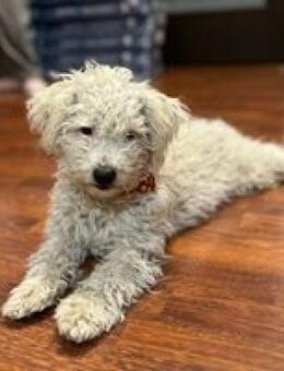 Scylla agile nette Hündin sucht Sie♥ - Hüllhorst