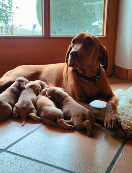 reinrassige Magyar-Vizsla Welpen - Ortenburg