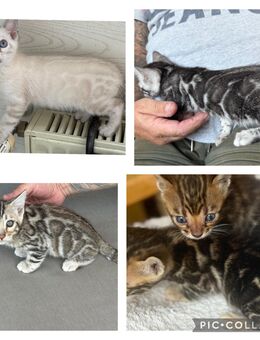 Bengal kitten Snow Lynx ,,Braun oder Silber Mit Stammbaum - Dortmund