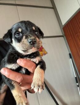 Imani sucht ein eigenes Körbchen - Celle