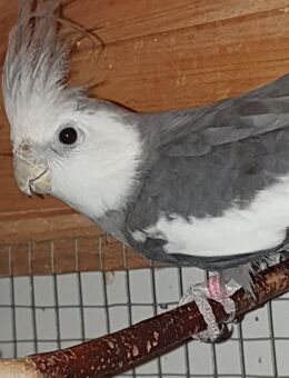 Nymphensittich - Deggendorf Zentrum