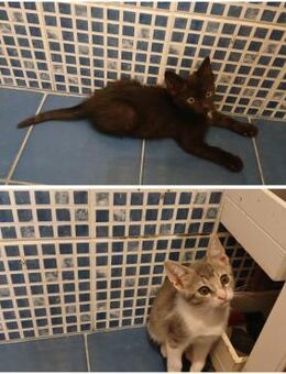 Herzensbrecherinnen Carol & Lily - Walluf