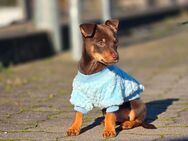 Reinrassiger Zwergpinscher Welpe - Hagen (Stadt der FernUniversität)