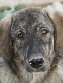 Amelie, geb. ca. 02/2024, GRIECHENLAND - Markdorf