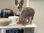 Super süße Sphynx Katze kastriert abzugeben - Neufeld