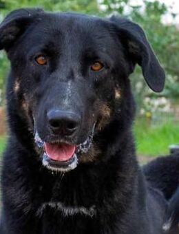 Peque ist ein gutmütiger Hund - Donaueschingen