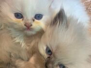 Ragdoll babykatzen-Perser babykatzen - Ebersberg