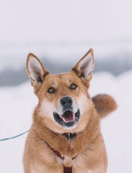 Lucia, sanft und gehorsam - Süderholz