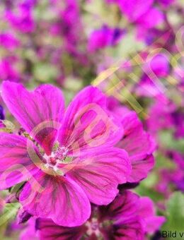 Wilde Malven Samen Malve schön Malvenblüte wild lila rosa Blumen Malvensamen Gartenblume Saatgut insektenfreundlich Muttertag SWR Blumenwiese saat - Pfedelbach
