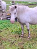 Wegen Aufgabe drei schicke Ponys abz. in 26689