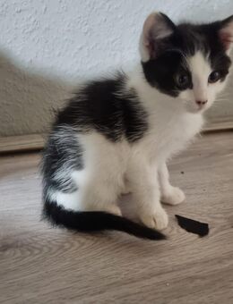 Babykatzen - Höhr-Grenzhausen