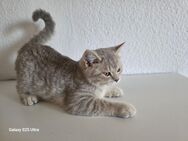 Bkh kater 5 Monate alt - Fürth