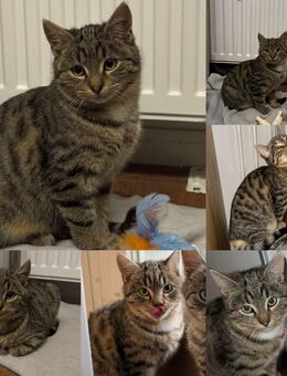 Baby Katzen - Hamburg