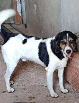 lebenslustiger Beagle-Mix - Tübingen