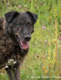 Barri möchte immer gekrault werden - Egelsbach