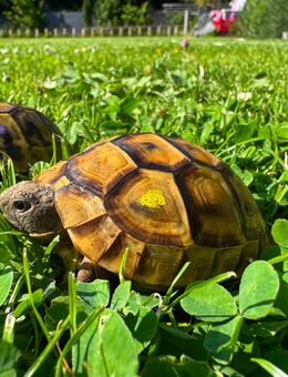 Griechische Landschildkröten Nachzuchten 2018-2024 aus Freilandhaltung - Leverkusen
