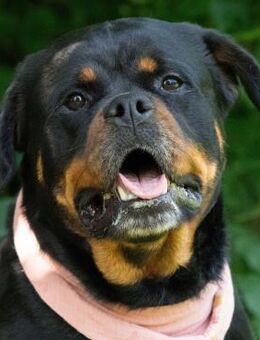 Frida loyale Menschenfreundin - Obertshausen