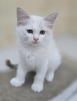 Ragdoll Kitten - Rülzheim