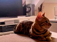 Bengalkatze sucht dringend neues Zuhause - Isny (Allgäu)
