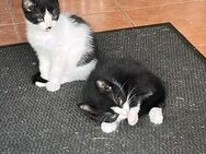 Niedliche kleine Katzenbabys abzugeben - Krusenhagen