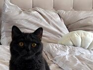 Zwei BHK Katzen suchen liebevolles Zuhause - Cham