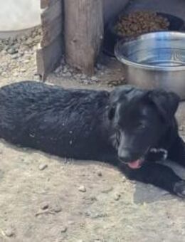 Blacky, lieb, verspielt, sucht Dich - Leonberg (Baden-Württemberg)