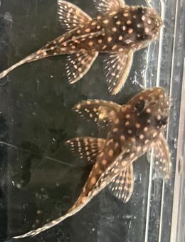 L 136B Hypancistrus sp. - Sulingen Zentrum