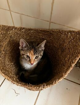 Britisch Kurzhaar Mix Kitten suchen liebevolles und dauerhaftes Zuhause - Fuchsmühl