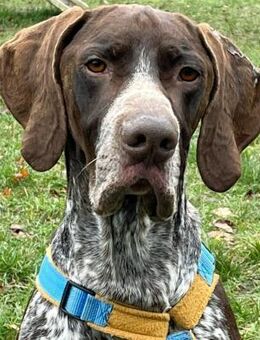 Ragnar ein Schatz sucht sein Traumzuhaus - Morsbach