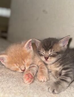 BKH Kitten - Frankfurt (Main) Bornheim