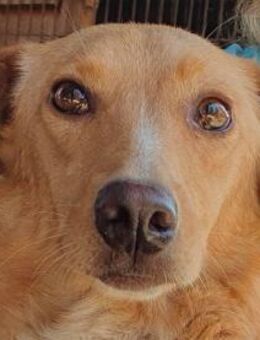 RONJA-wunderschöne Hündin,50-55 cm - Rösrath