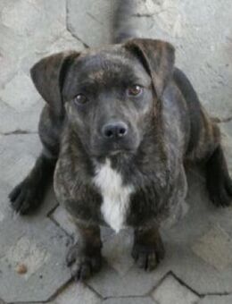 Dari liebt Menschen über alles! - Karben