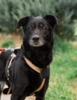 Bezaubernde Ebony sucht Familie - München