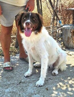 DORIAN - ausgeglichener Hundebub...... - Kempen