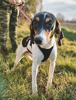 🧡Snickers - in Deutschland zur Pflege - Würzburg