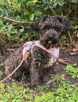 Bibi wartet in Berlin - Dreikirchen