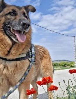 Lord, eher schüchtern - Kettershausen