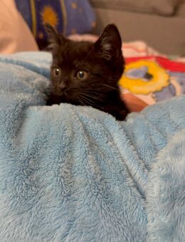 BKH kitten - Windeck