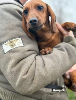 LATIF-KK Dackelbub mit Charme - Neustadt (Rübenberge)